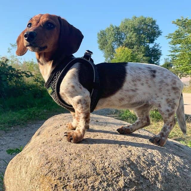 A Dachshund standing on a rock