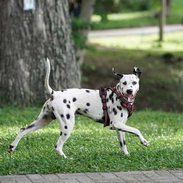 A Dalmatian running on the grass