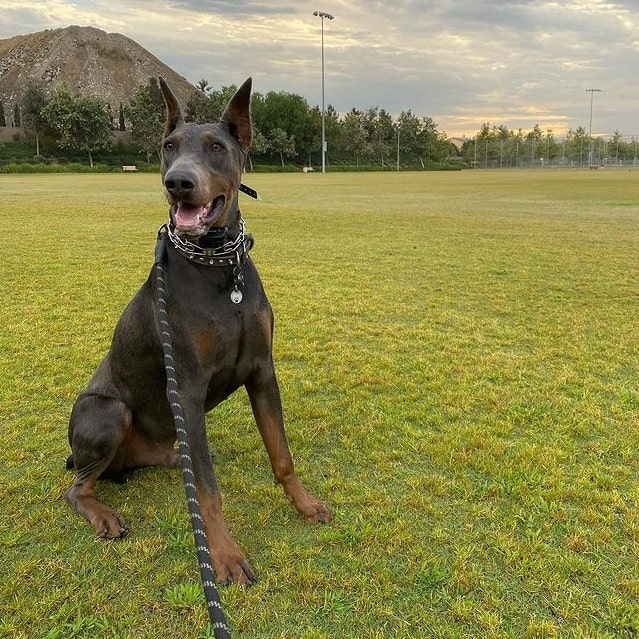 A Doberman Pinscher at a park