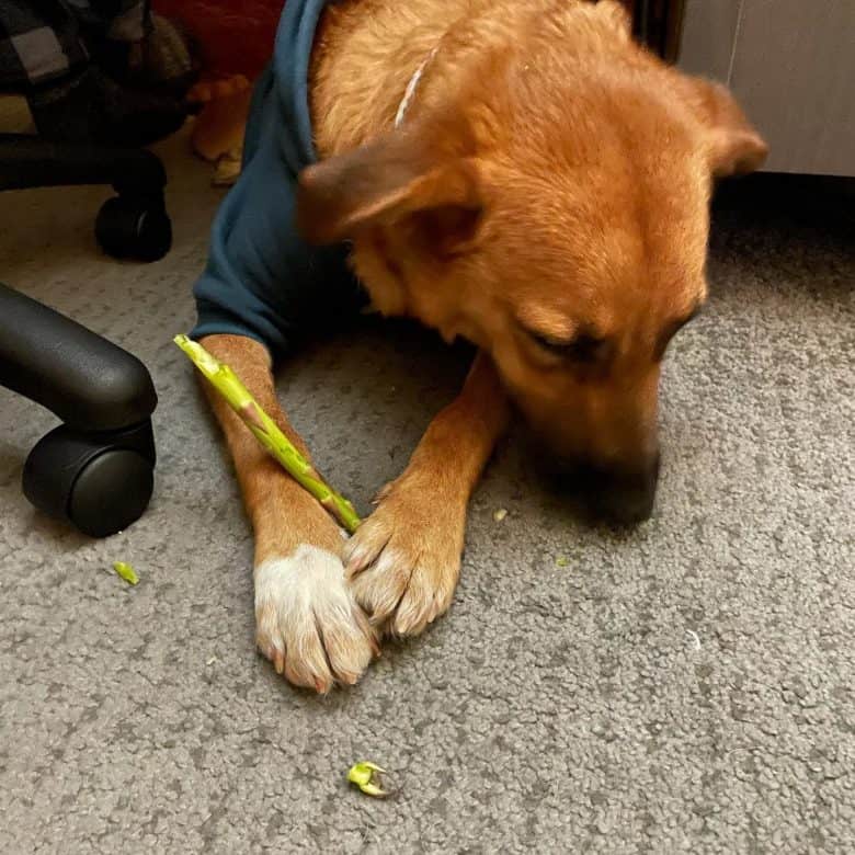 A dog eating an asparagus stalk