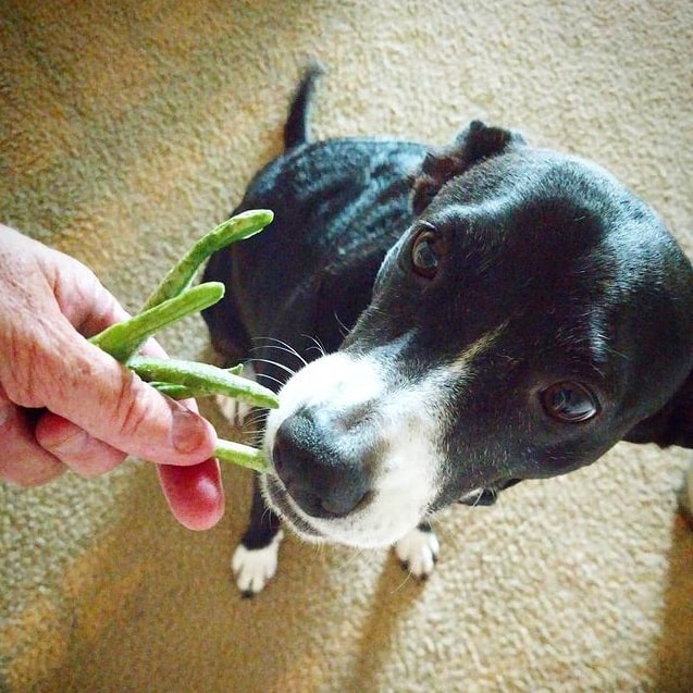 A dog eating green beans