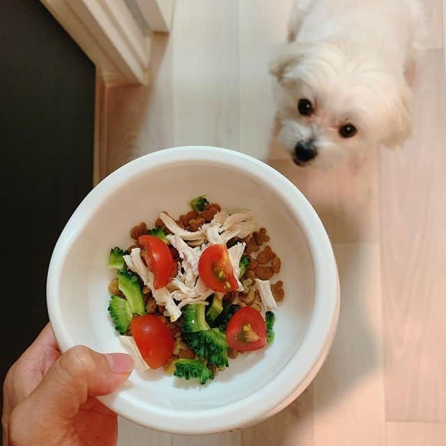 A dog being presented with fresh food