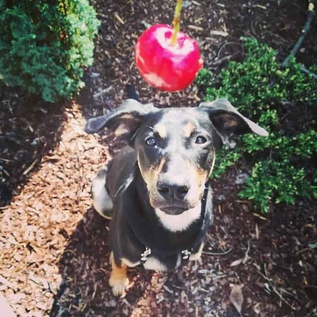 A dog looking up at a cherry