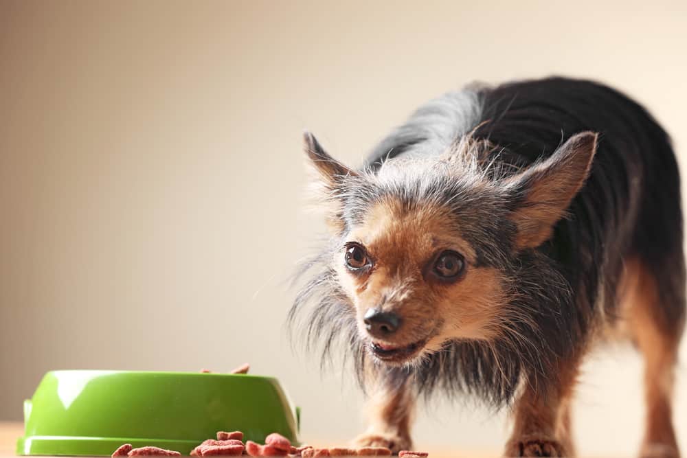 12 Best Dog Foods Without Peas 2023 (Premium & Budget) K9 