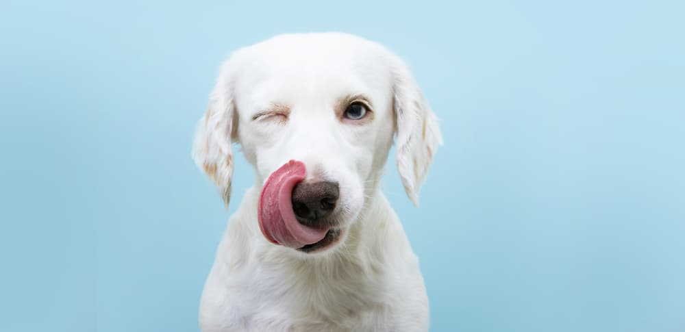 Dog winking and licking its nose