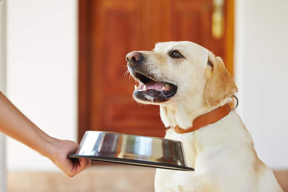 A Labrador Retriever being offered a food bowl