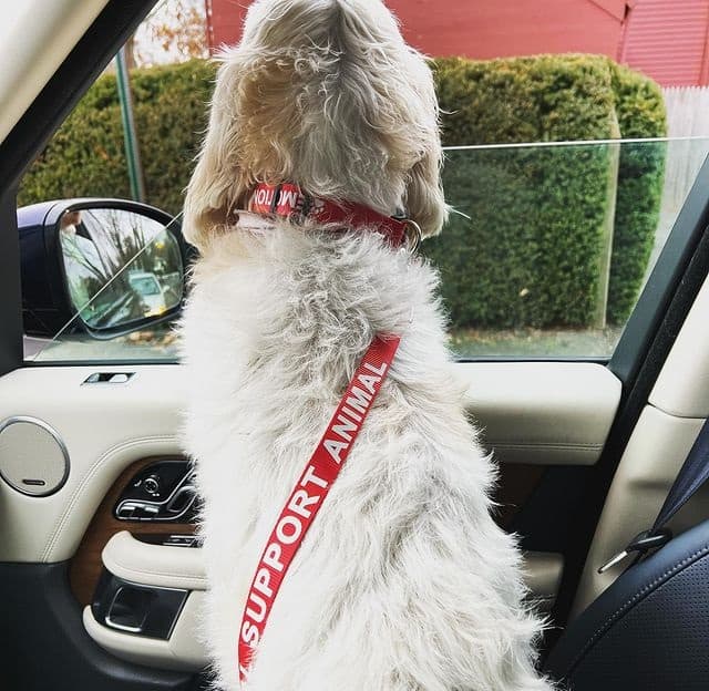 A dog sitting on a car's passenger seat