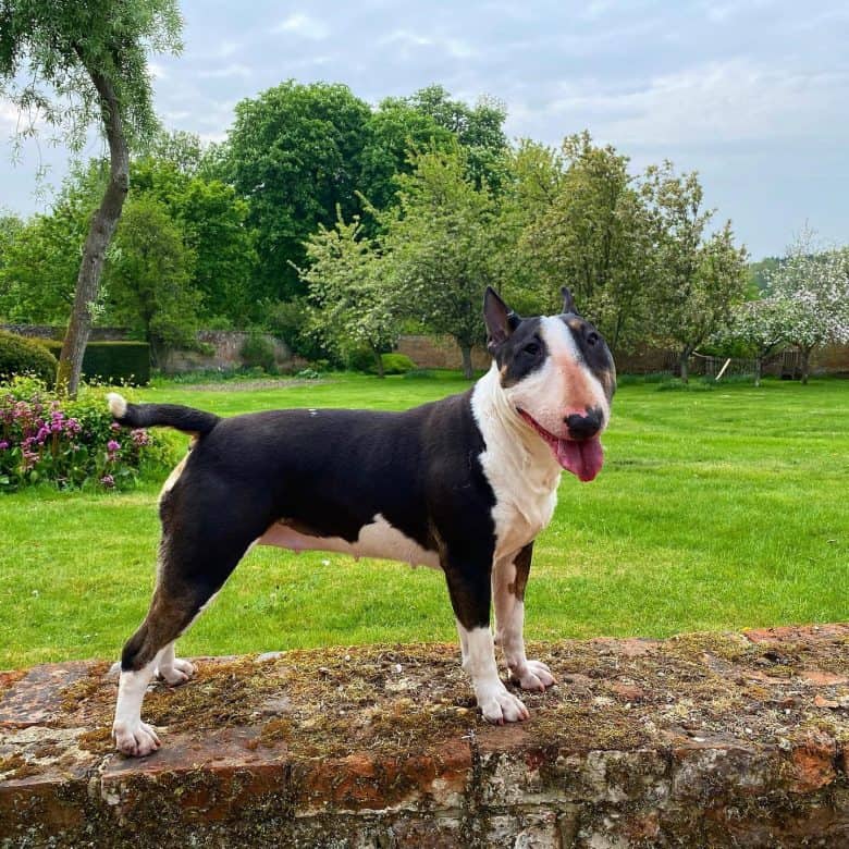 An English Bull Terrier standing sideways