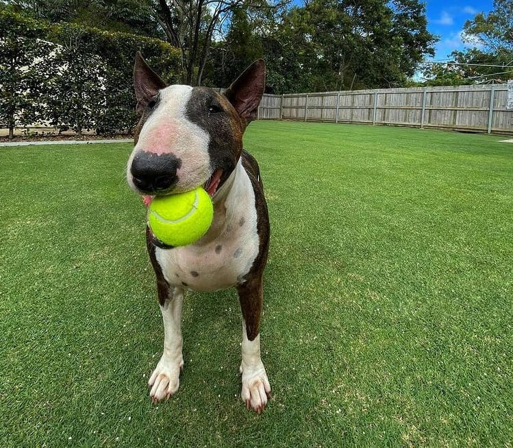 An English Bull Terrier standing in a yard