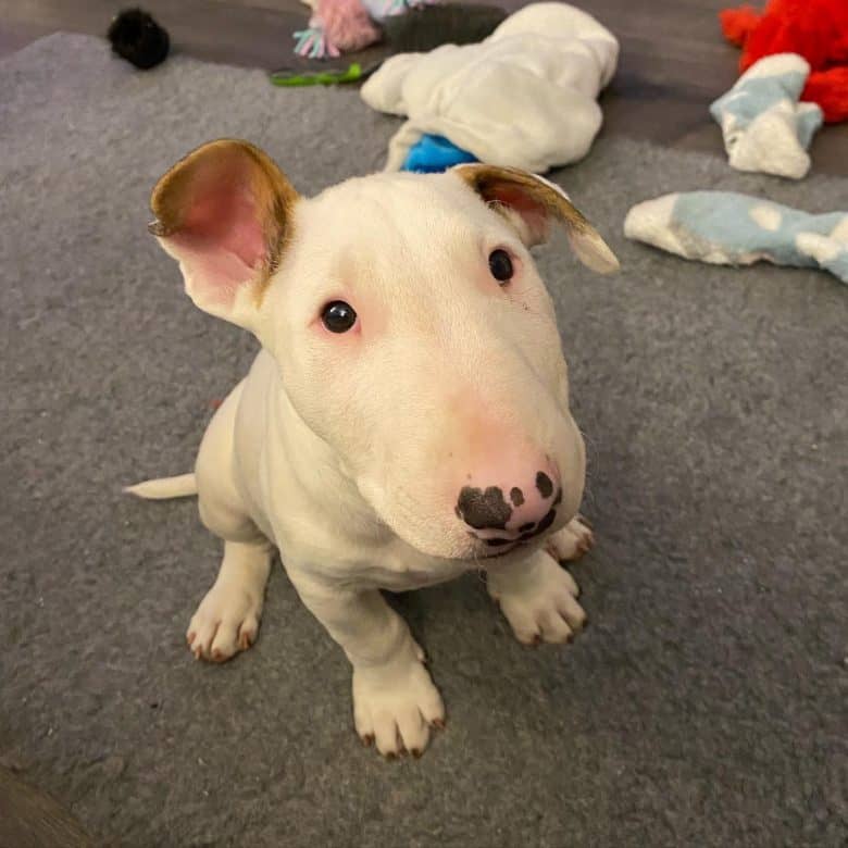 A white English Bull Terrier puppy