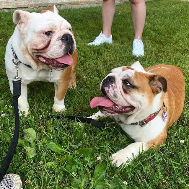 Two English Bulldogs at a park