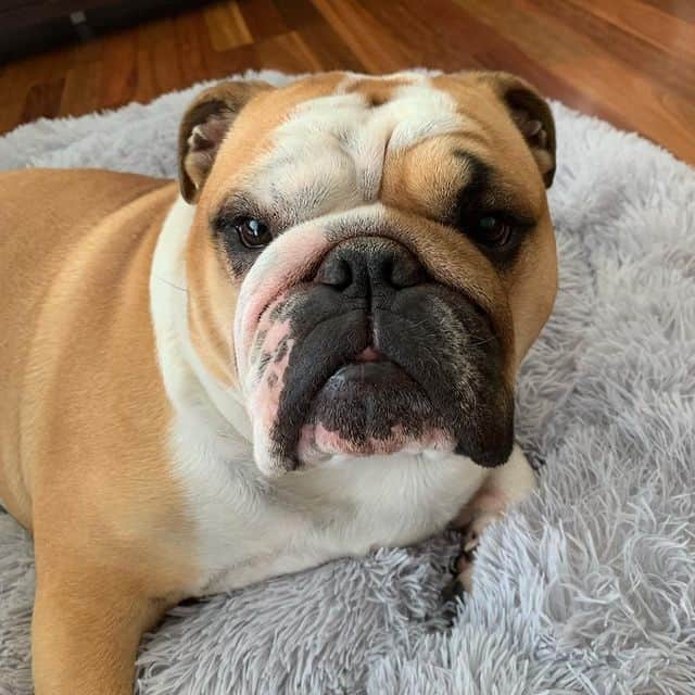 An English Bulldog lying on its stomach on a rug