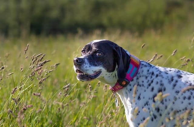 A English Pointer standing in a field
