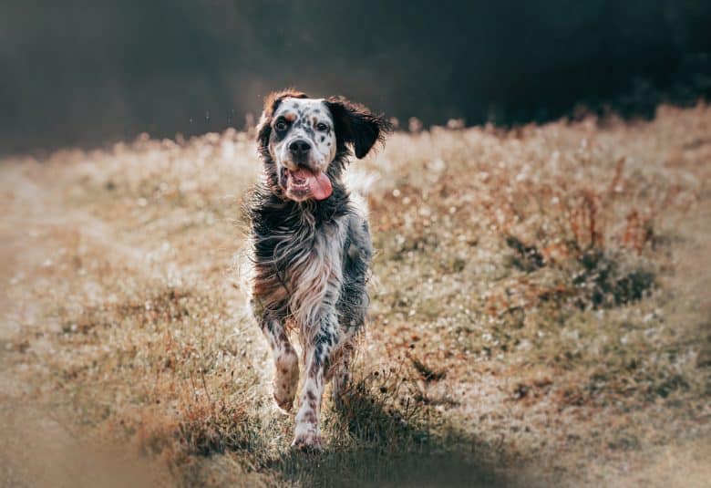 A English Setter running