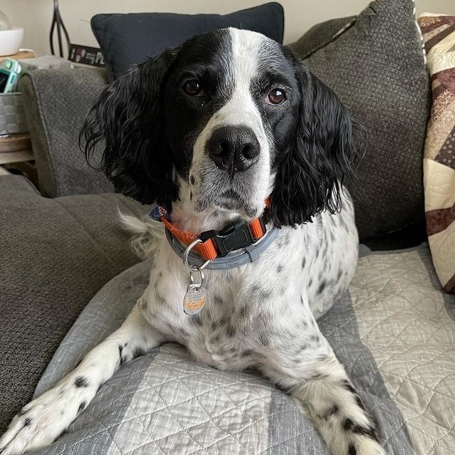 An English Setter lying on a couch