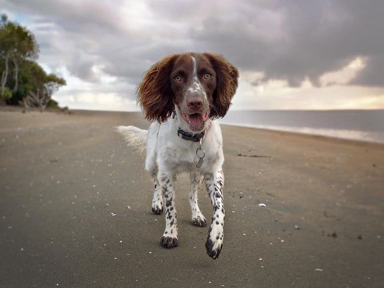 An English Springer Spaniel running at the beach