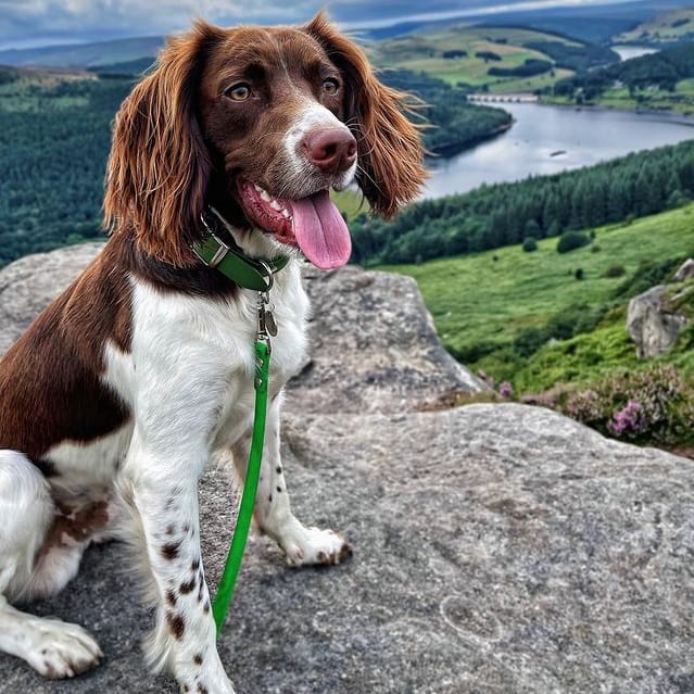An English Springer Spaniel standing on a rock