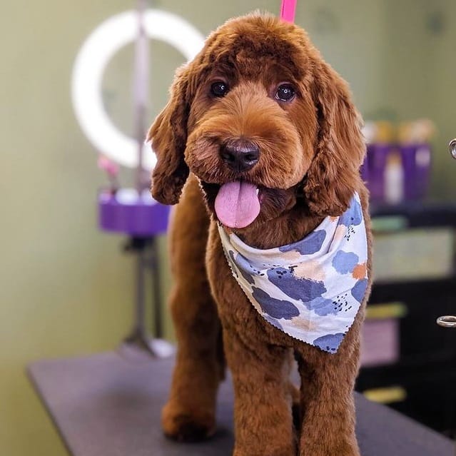 An F2 Labradoodle