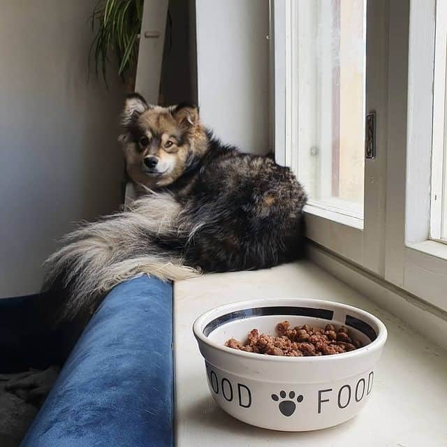 A Finnish Lapphund lying away from its food bowl