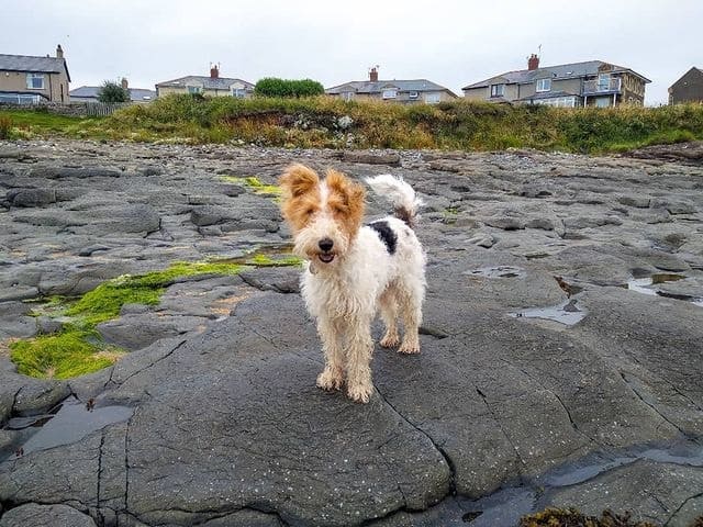 A Fox Terrier standing