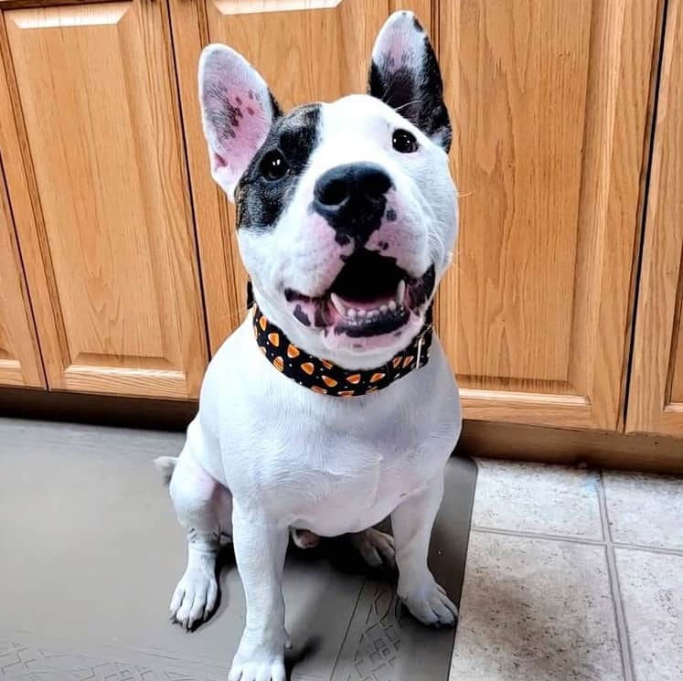 A French Bulldog Bull Terrier mix