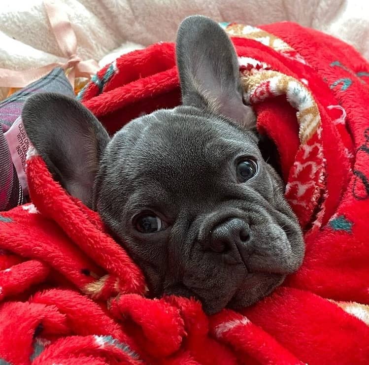 A French Bulldog wrapped in a blanket