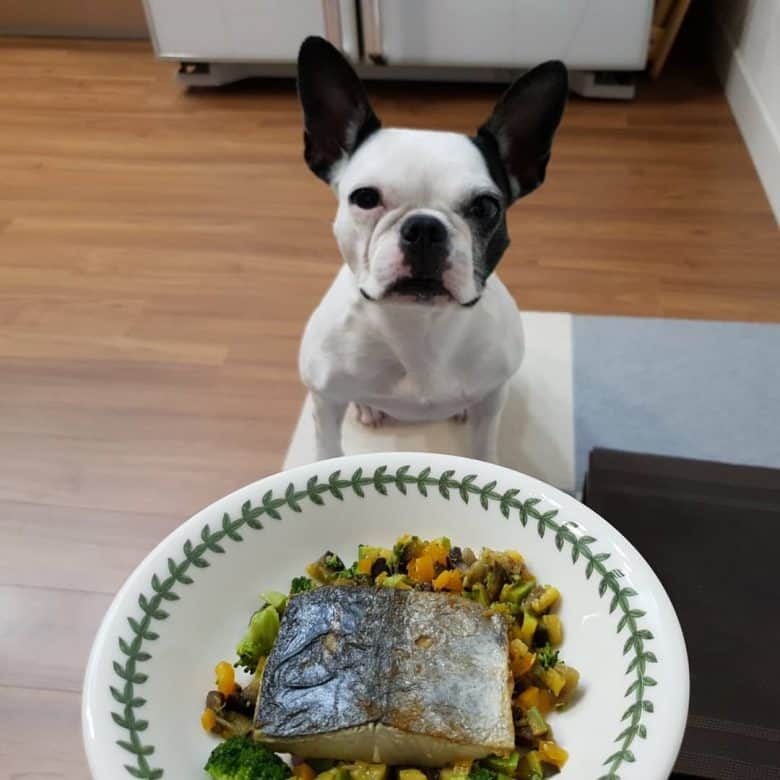 A French Bulldog with food