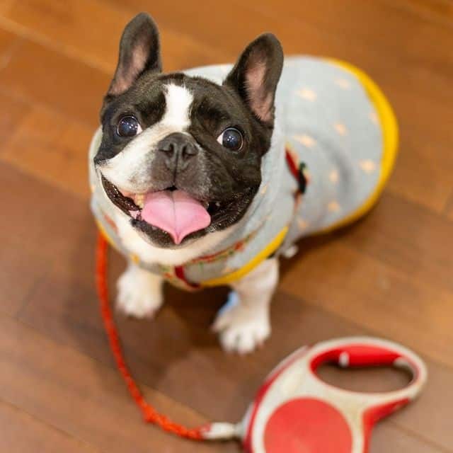 A leashed, smiling French Bulldog looking up