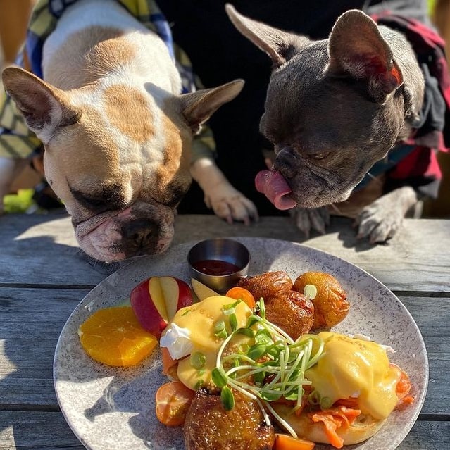 Two French Bulldogs examining a food plate