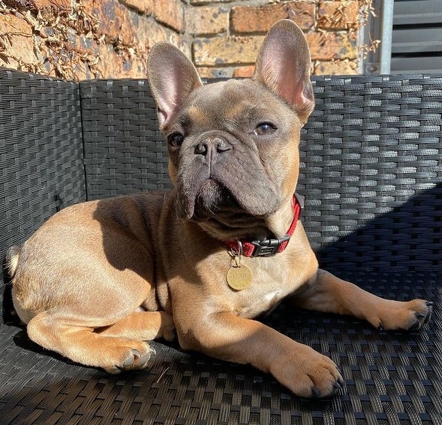 A French Bulldog sitting down