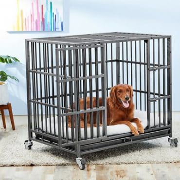 A red Golden Retriever dog, lying on its back, on a dog bed, inside a heavy-duty steel metal dog crate