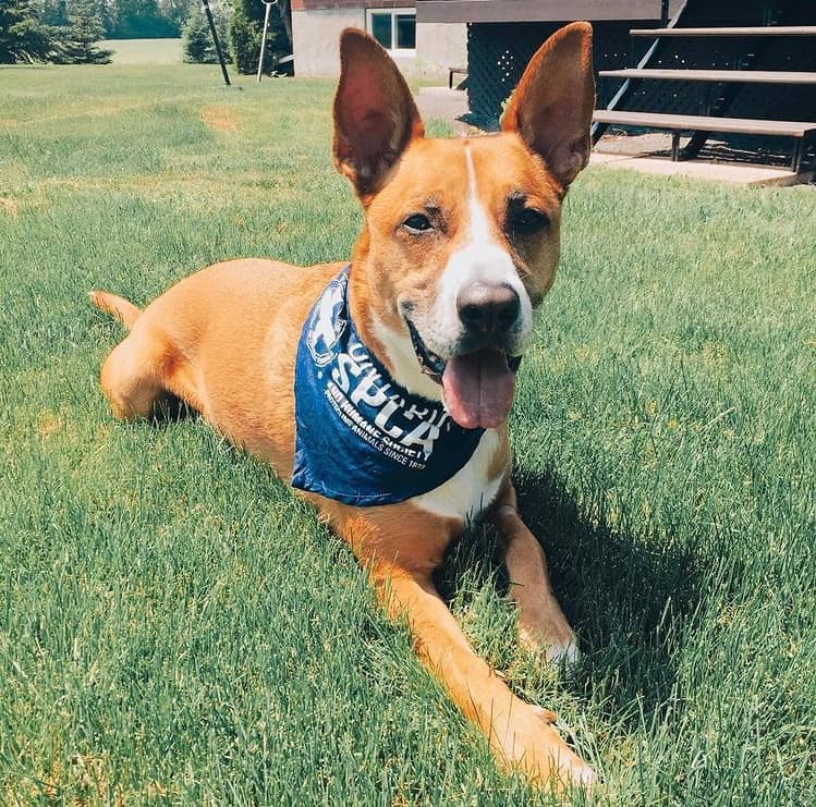 A German Shepherd Bull Terrier mix