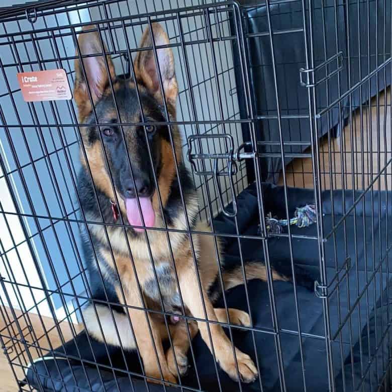 German Shepherd on a wire dog crate