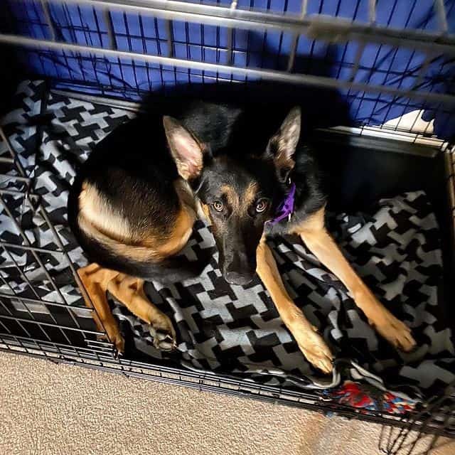 A German Shepherd dog looking up from inside an open black wire dog crate