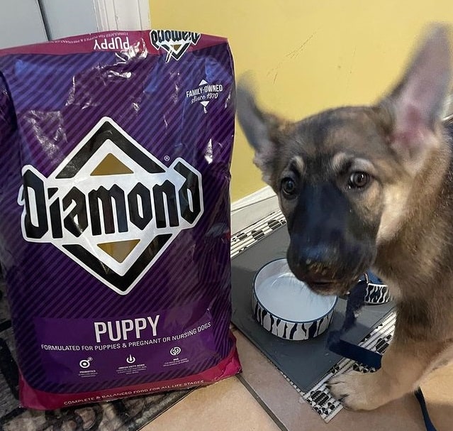 A German Shepherd puppy standing next to a pack of Diamond dog food and its food bowl