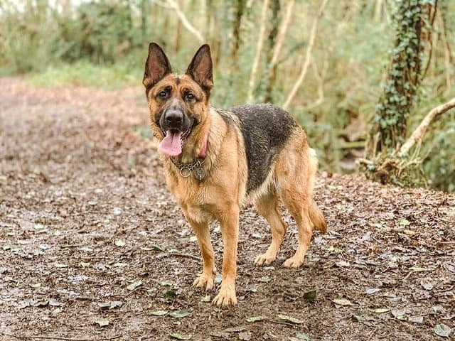 A German Shepherd standing in a forest