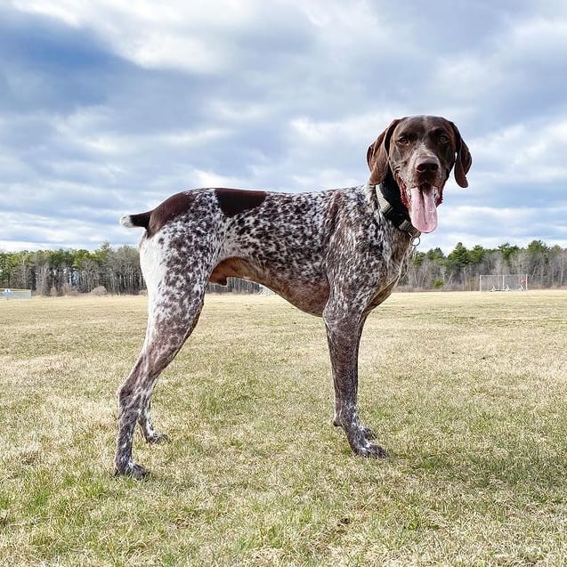 A German Shorthaired Pointer standing