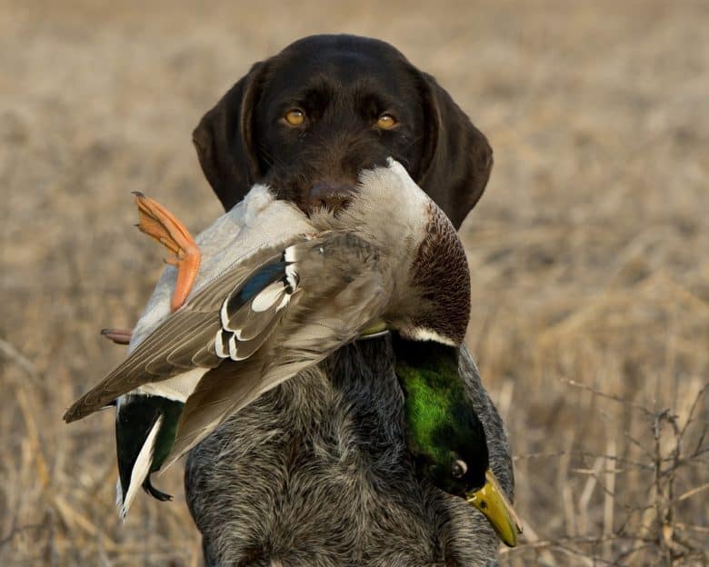 A German Wirehaired Pointer holding a duck