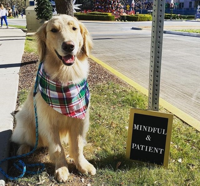 A leashed Golden Retriever standing