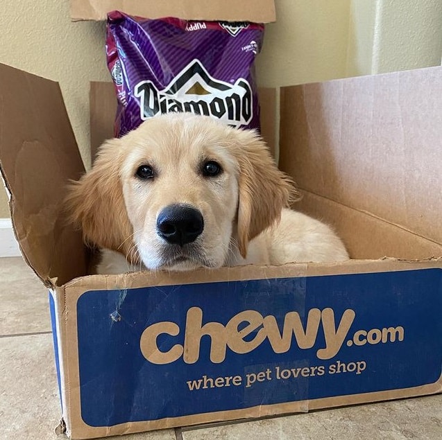 A Golden Retriever puppy lying on its stomach inside an open Chewy box behind a pack of Diamond dog food