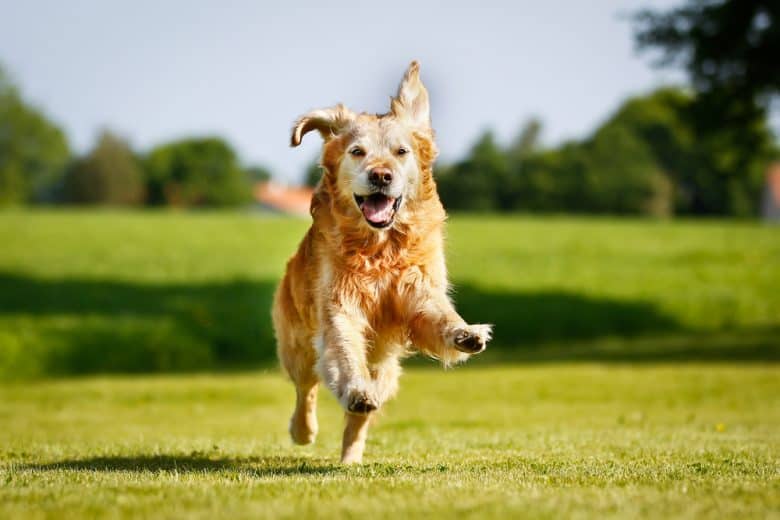 A Golden Retriever running