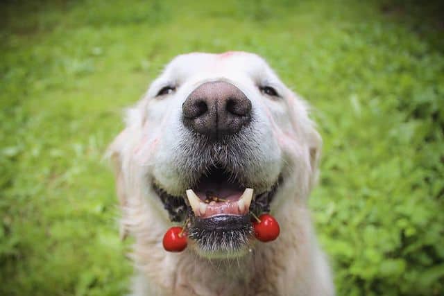 A Golden Retriever with cherries hanging on its mouth