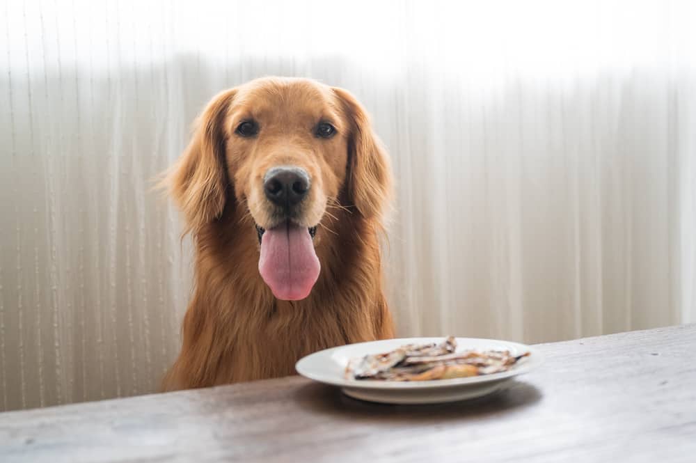 A Golden Retriever, with food, ready to eat