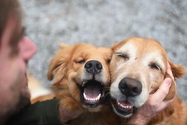 A Golden Retriever with another dog and a human