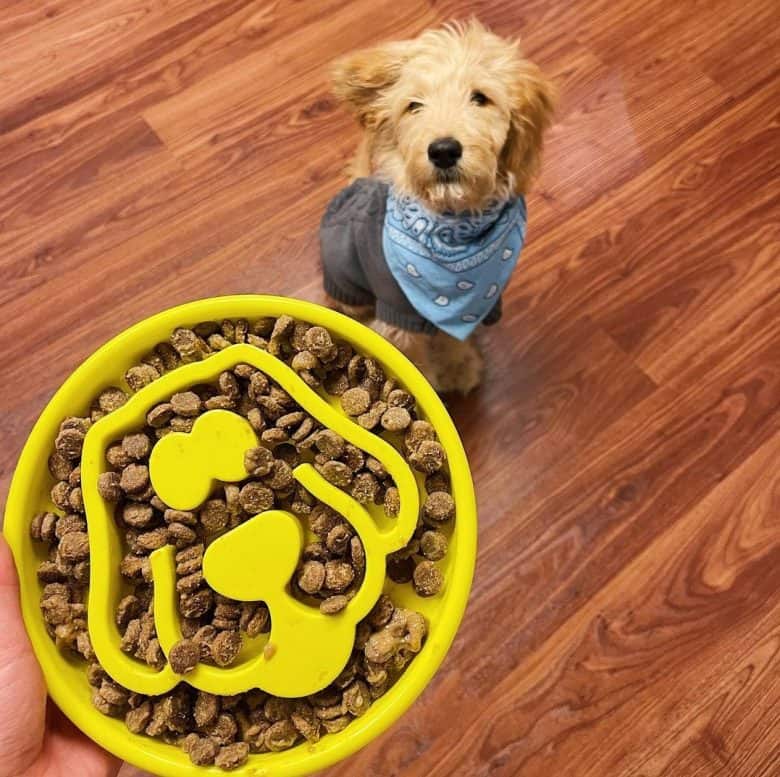A Standard Goldendoodle puppy with a slow feed dog bowl