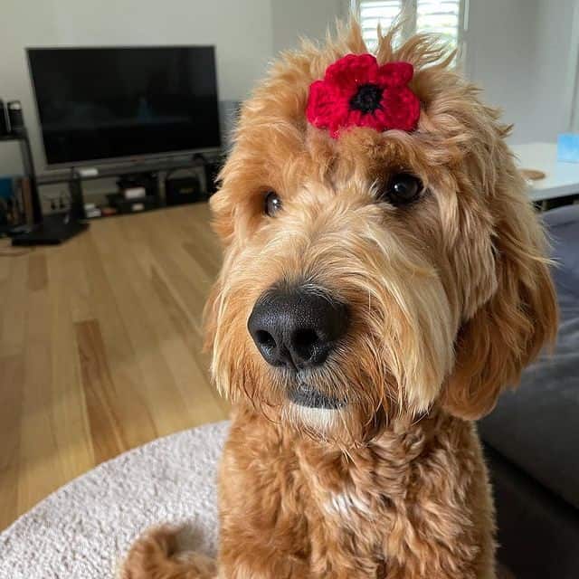 A Goldendoodle mix dog with a red accessory on its head