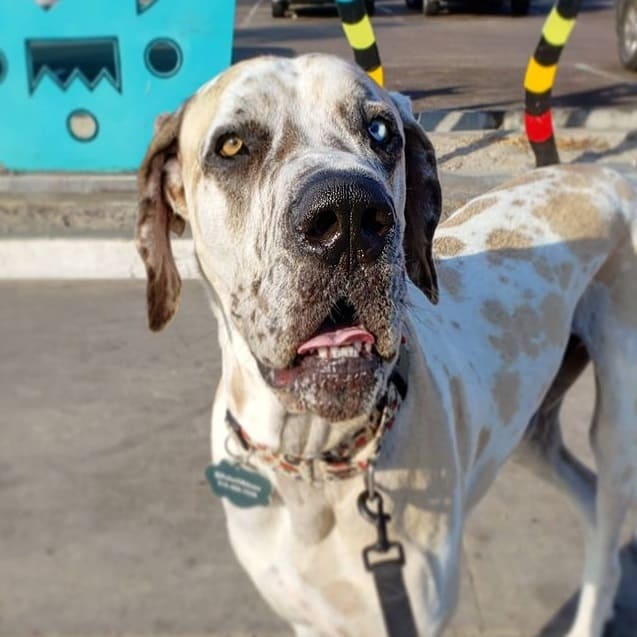 A standing, leashed Great Dane
