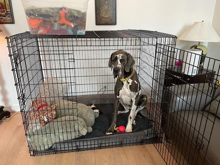 A Great Dane dog sitting inside an open wire dog crate