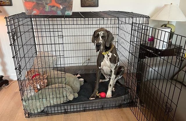 A Great Dane sitting inside a wire crate