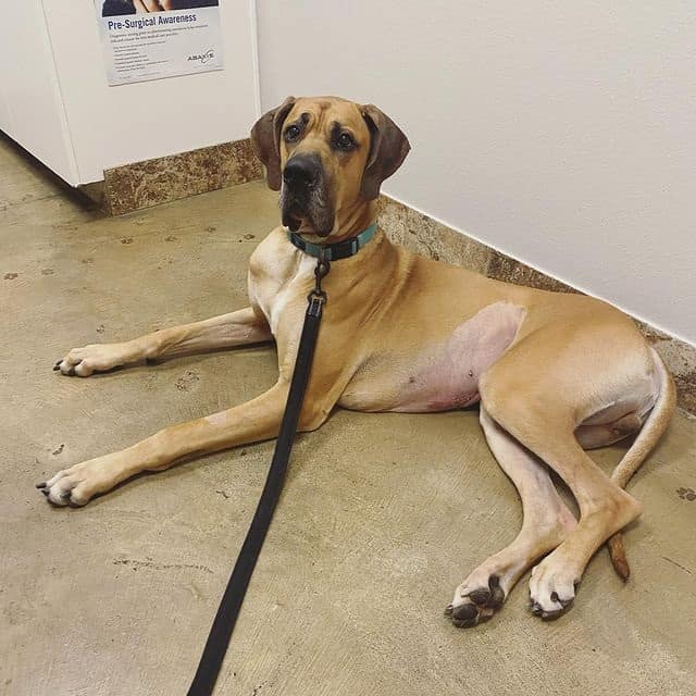 A leashed Great Dane lying on its stomach